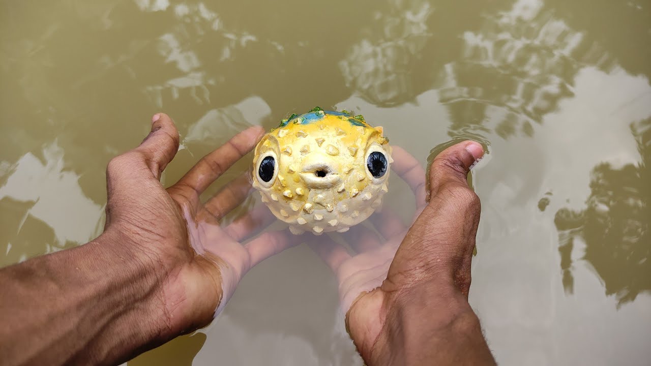 Bufferfish 🐡🐡 | കടലിൽ മാത്രം   കണ്ടുവരുന്ന | blowfish 🐡😳