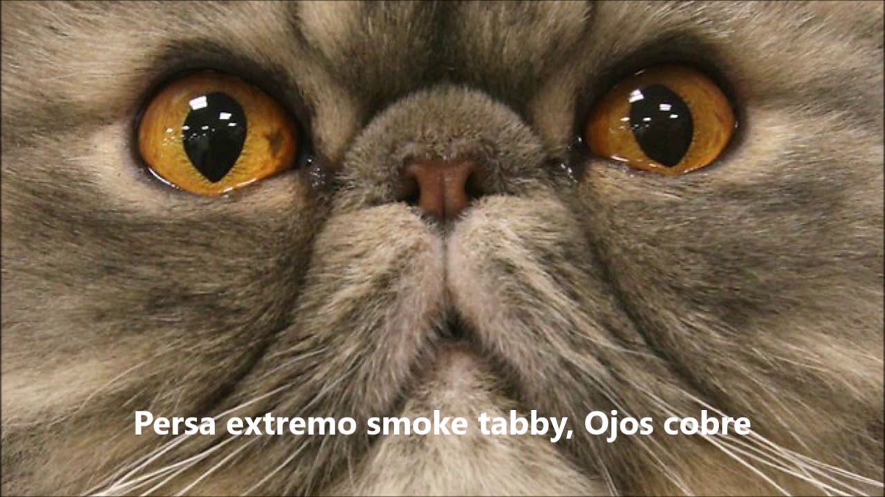 Gato persa caracteristicas, colores   y las diferentes altura de nariz