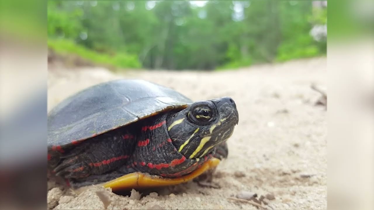 NJ Wildlife Tracker