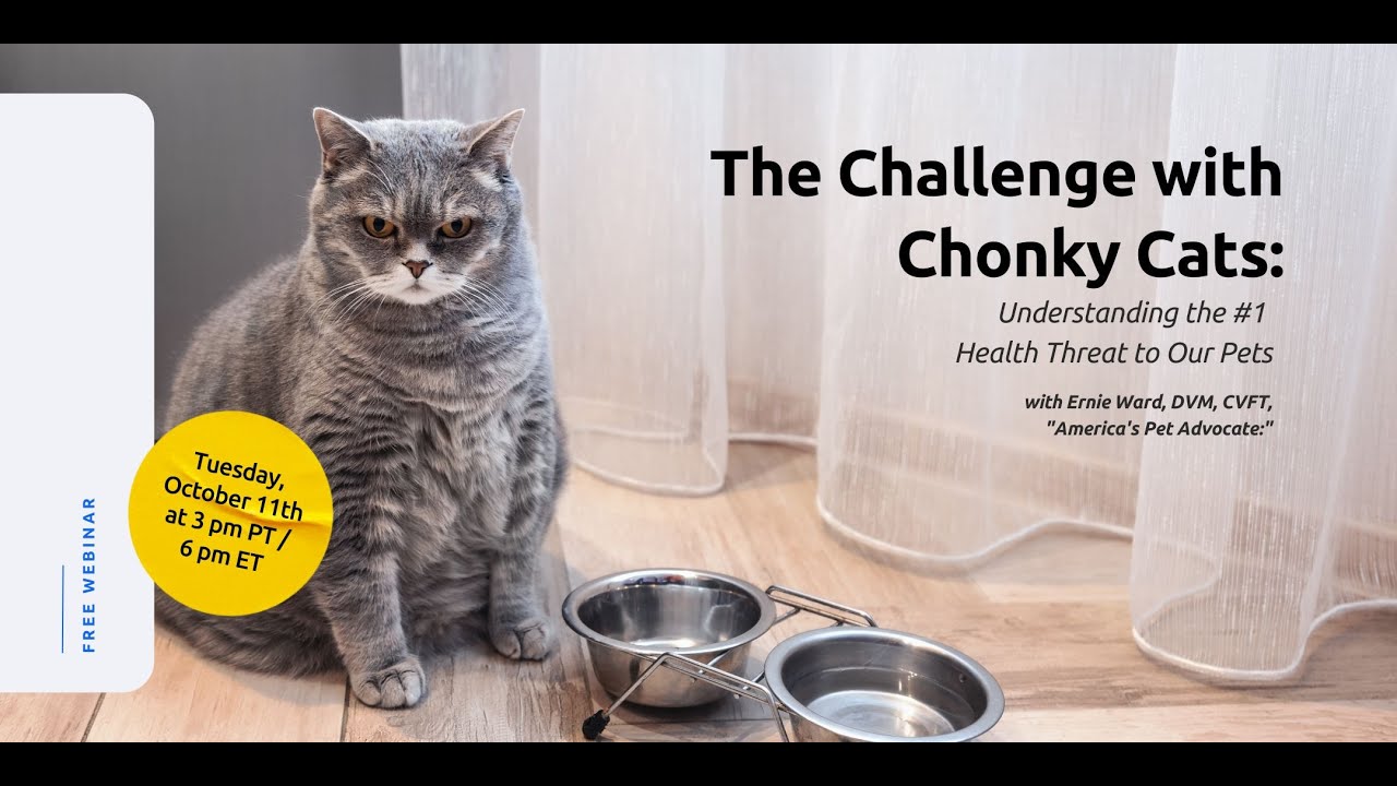 The Challenge with Chonky Cats: Understanding the #1 Health Threat to Our Pets