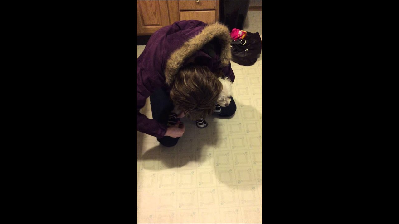 The dog doesn't like shoes.