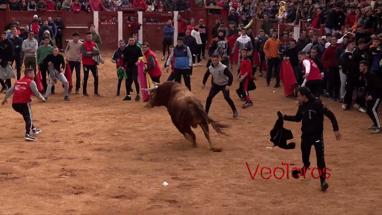 Ciudad Rodrigo 2023 Capea del lunes , ganadería de El Pilar