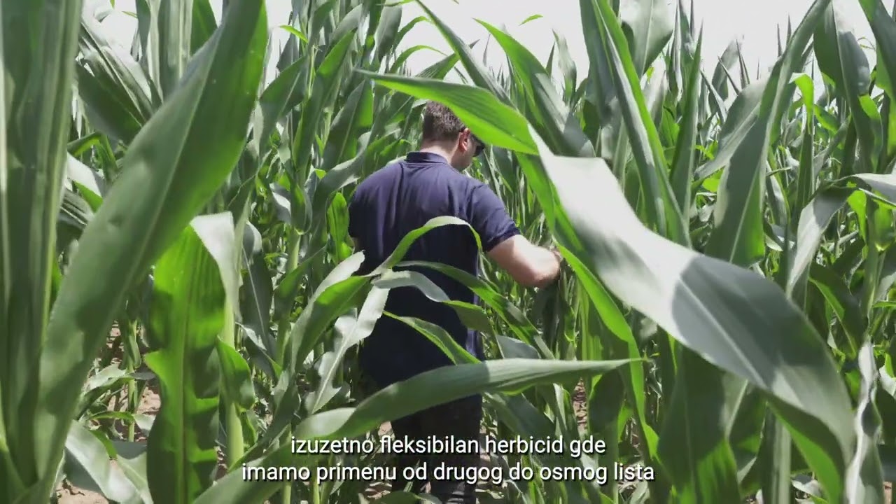 Zaštita kukuruza - Čista njiva, visoki prinosi uz Cornisto Pro i Yield On | SAVACOOP