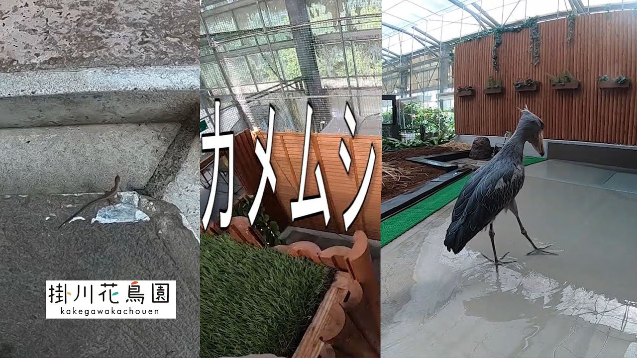 【掛川花鳥園公式】ハシビロコウ「ふたば」の休園日～ヤモリとカメムシと水パシャパシャ～