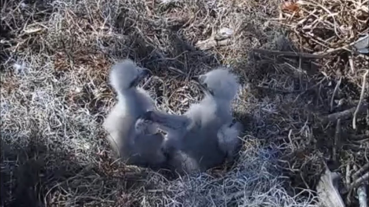Big eaglet takes a chance and bonk small eaglet | Kisatchie National Forest E-1 | Feb 2, 2026