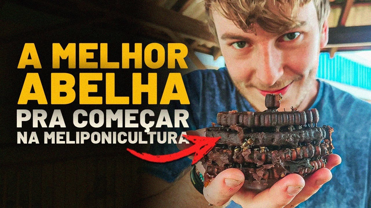 A MELHOR abelha SEM FERRÃO para começar na Meliponicultura 🐝