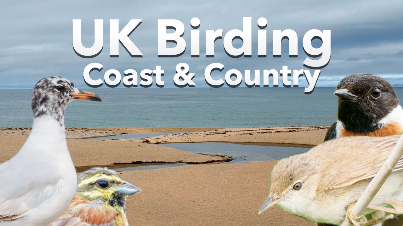 Staying Local: Birding in Devon