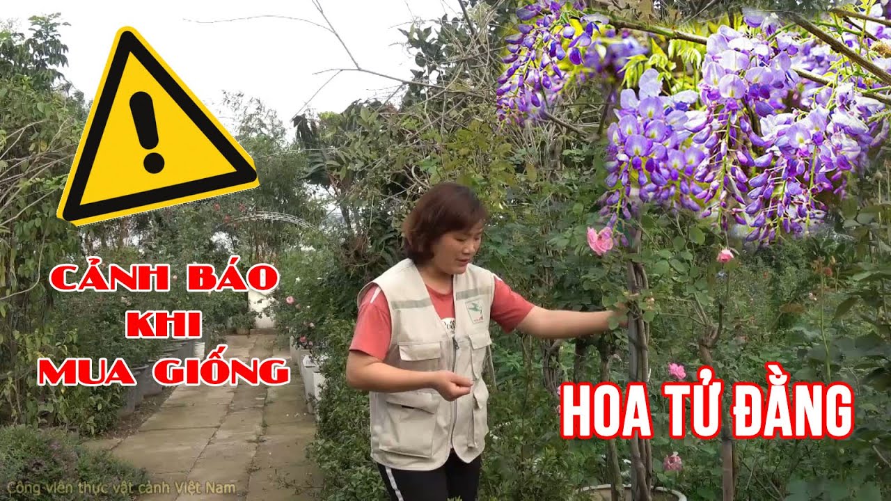 Cảnh báo khi bạn định trồng cây Hoa Tử Đằng (wisteria sinensis), những rủi ro có thể gặp phải