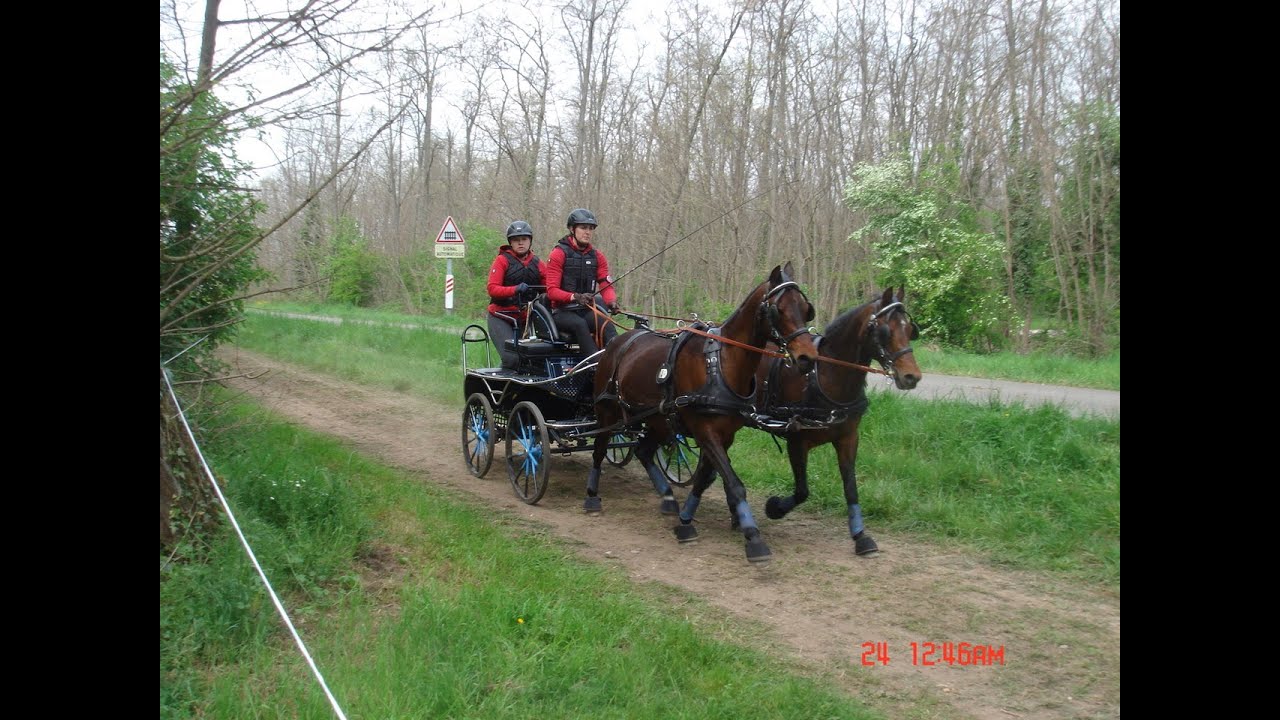 Concours International d'attelage Sélestat du 20 au 24 Avril 2022