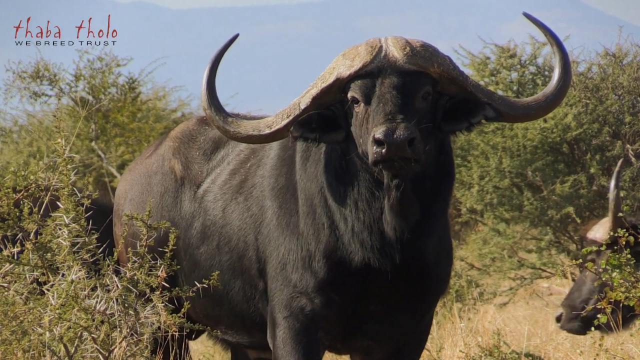 Thaba Tholo Game Farm - Auction Warmup 2017
