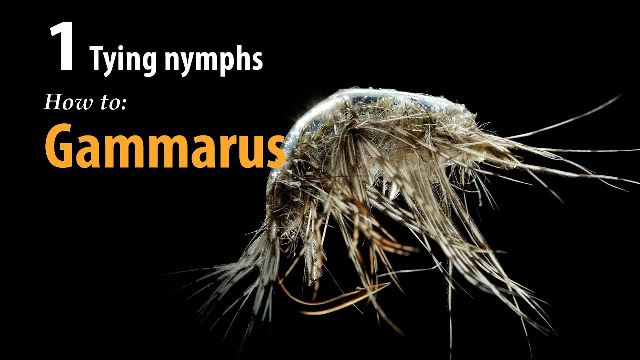 How to • Fly tying • Gammarus • fishing tips
