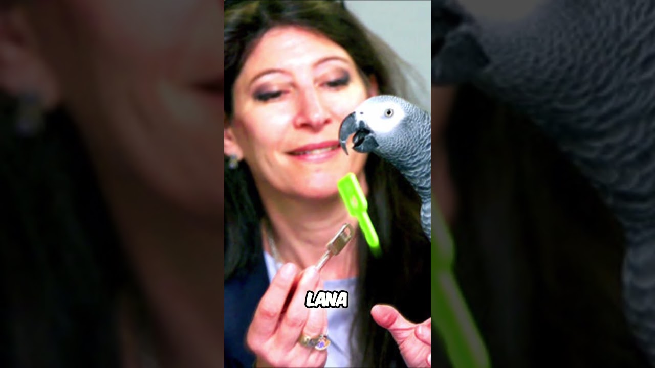 El loro m&aacute;s inteligente del mundo