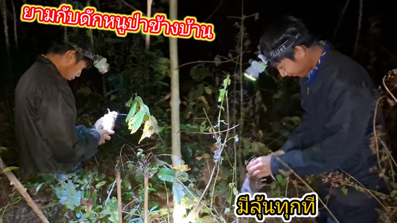 มาลุ้นว่าจะหมานไหม อ้ายเก่งไส่กับดักหนูป่าข้างบ้าน 11 กุมภาพันธ์ ค.ศ. 2026