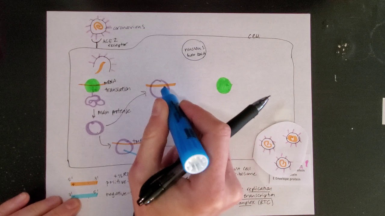 Summary of coronavirus life cycle (such as SARS-CoV-2)