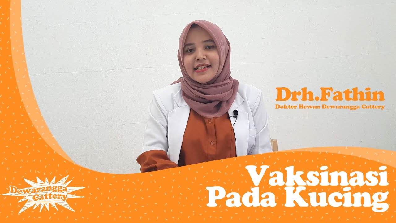 PERHATIKAN HAL-HAL BERIKUT SEBELUM VAKSIN KUCING KAMU