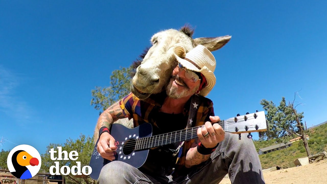 Donkey Snuggles Into Guy's Shoulder Every Time He Plays Guitar | The Dodo Soulmates