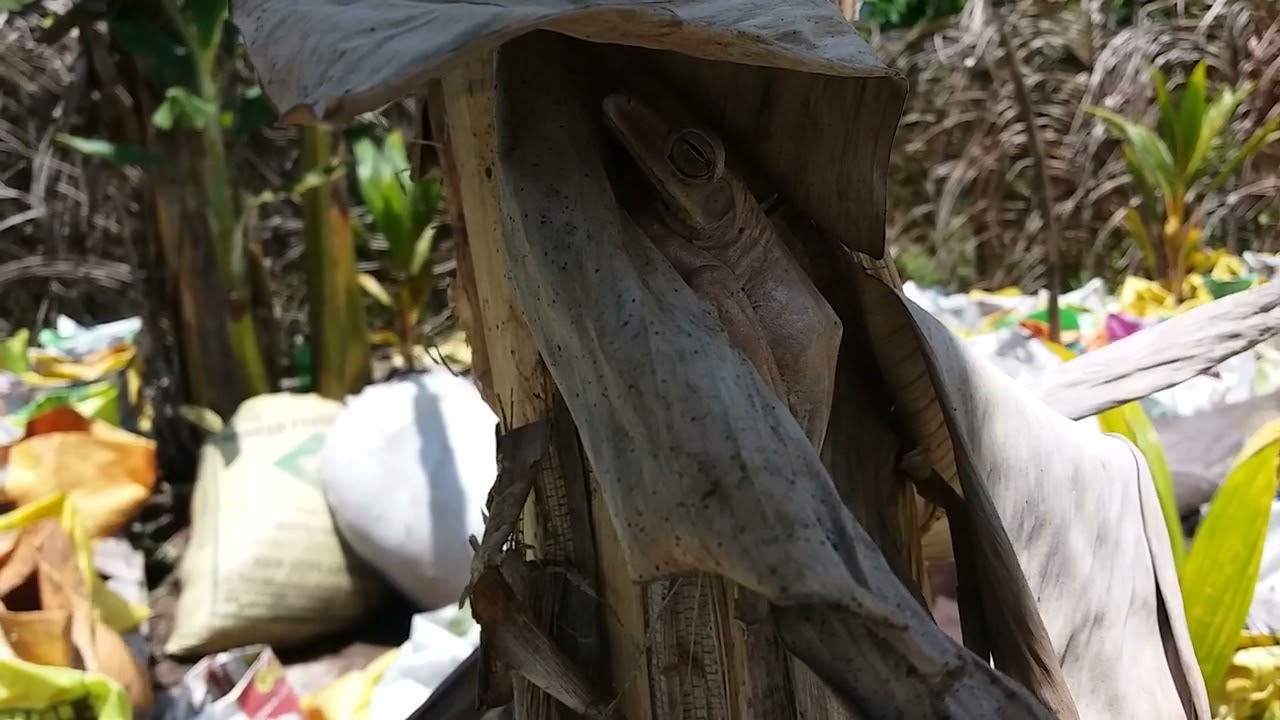 bretkoc&euml; | እንቁራሪት |  Animalia | Chordata |  frog vs toad |  Amphibia | Salientia | jungle frog |toad