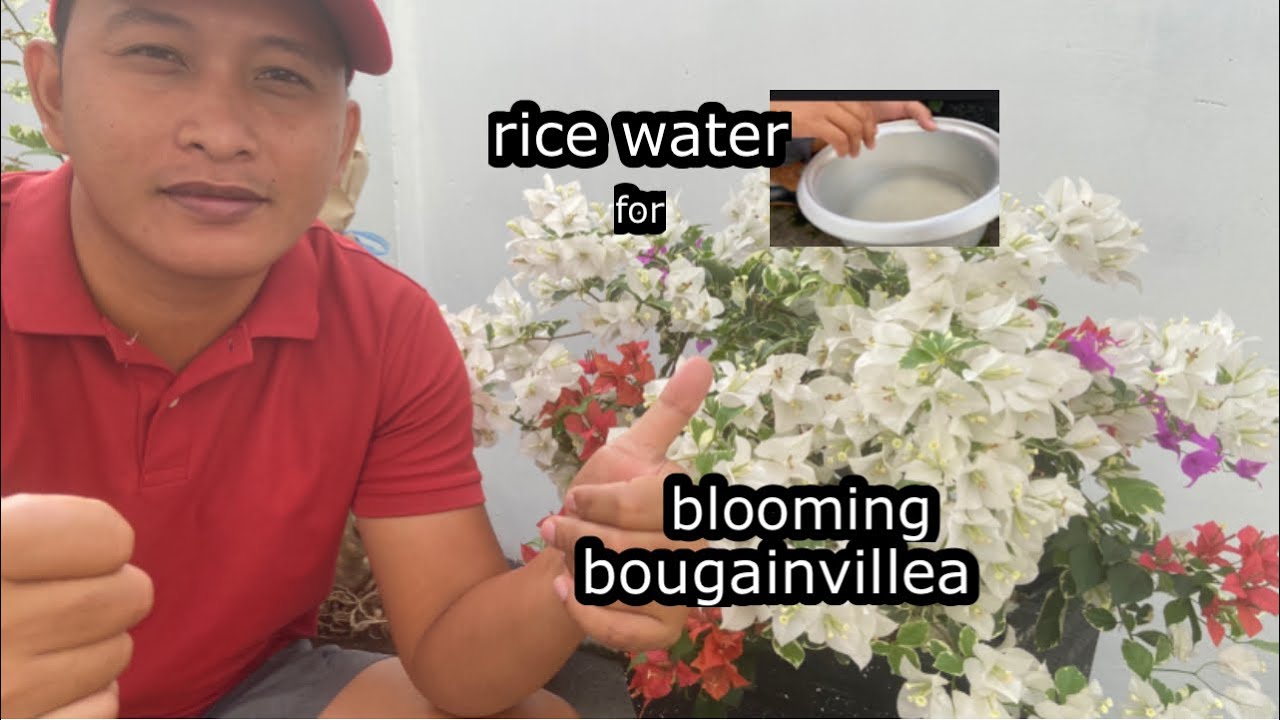 how to make your bougainvillea bloom using rice water