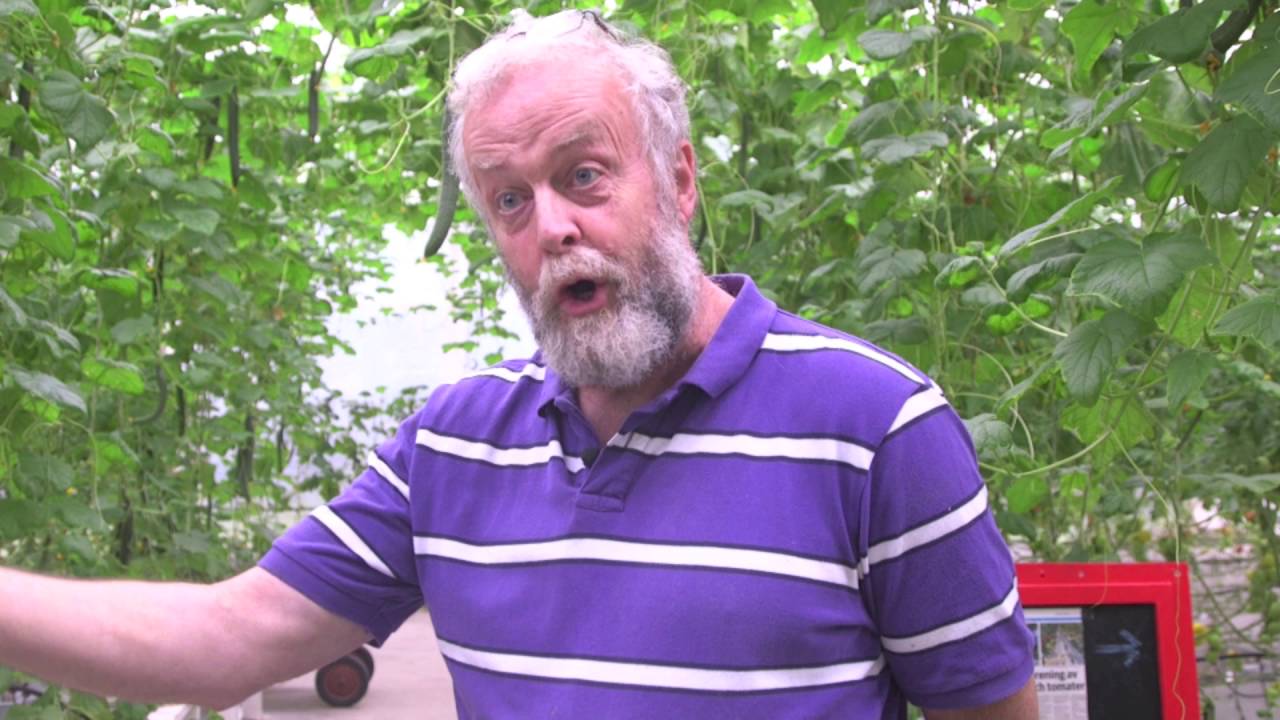 Odla tomater få fler och få dem mogna snabbare - tomatodlaren tipsar!