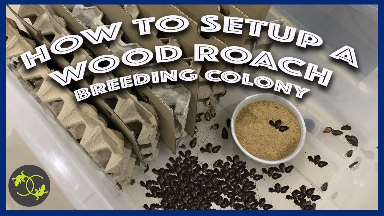 How to Setup a Wood Roach or Dubai roach BREEDING COLONY - Cookies Critters