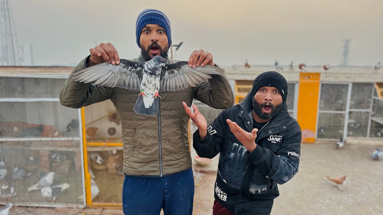 Tarzan kabutar ko open kar diya or ya Kia hua 😱😱