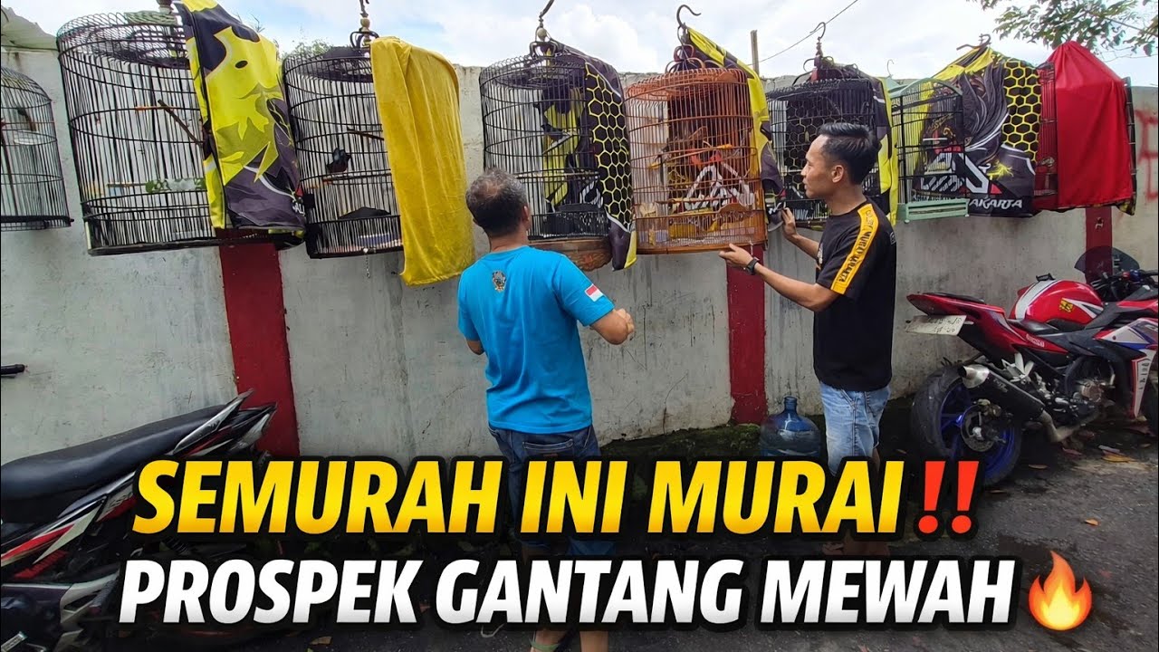 SEMURAH INI‼️ HARGA MURAI BATU PROSPEK GANTANG DI GALERY MURAI JAKARTA🔥