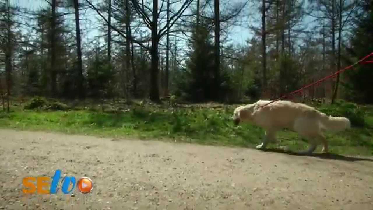 Der Hundewald in Trappenkamp
