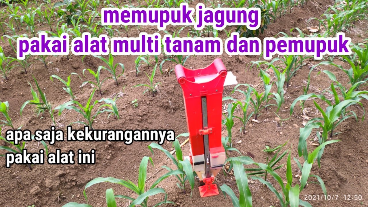 alat pupuk jagung pakai alat multi. tanam juga penabur pupuk