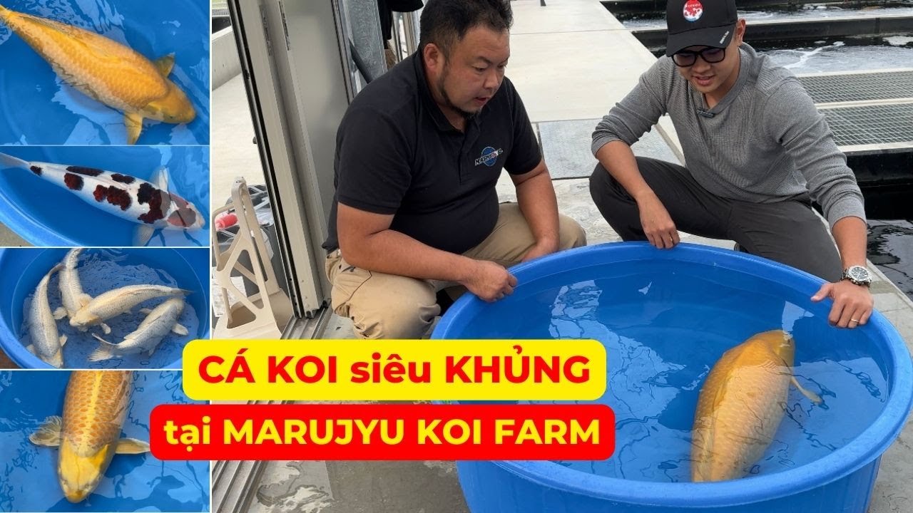 CÁ KOI KHỦNG tại MARUJYU KOI FARM | Săn CÁ KOI ĐẸP hàng TRĂM TRIỆU ĐỒNG !!!