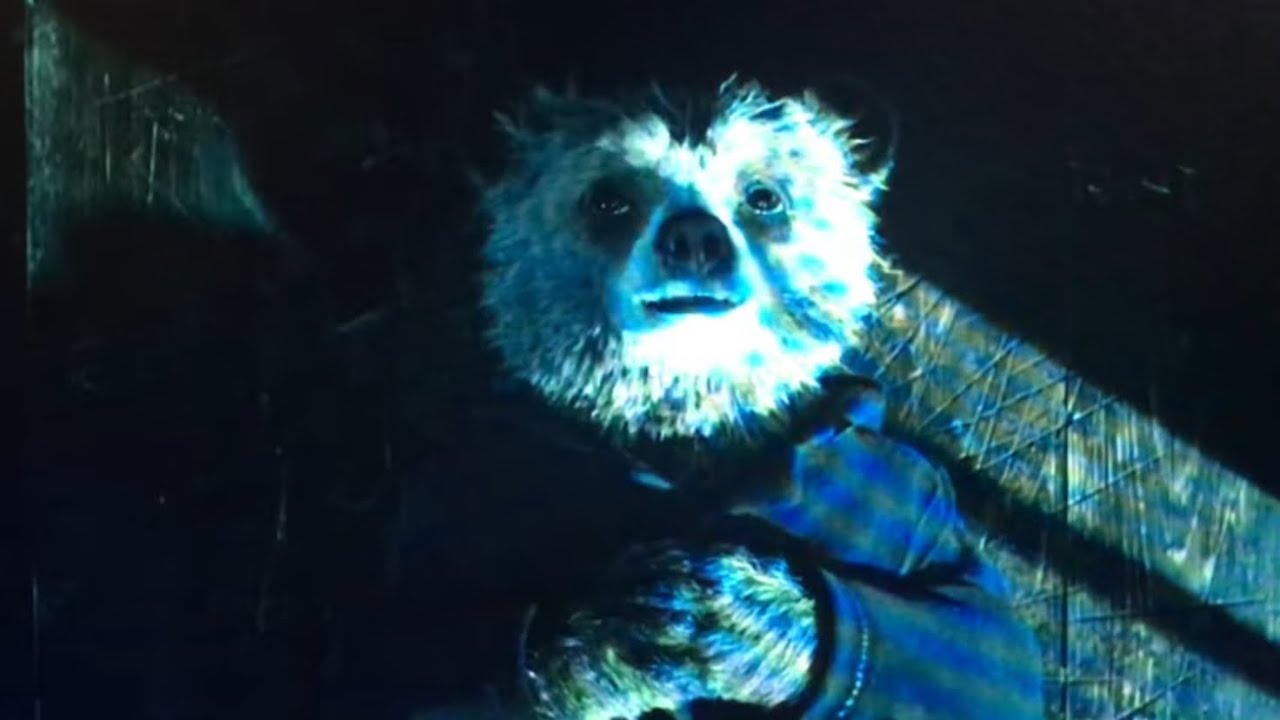 Animalz Part 1 Paddington Feels Insignificant 