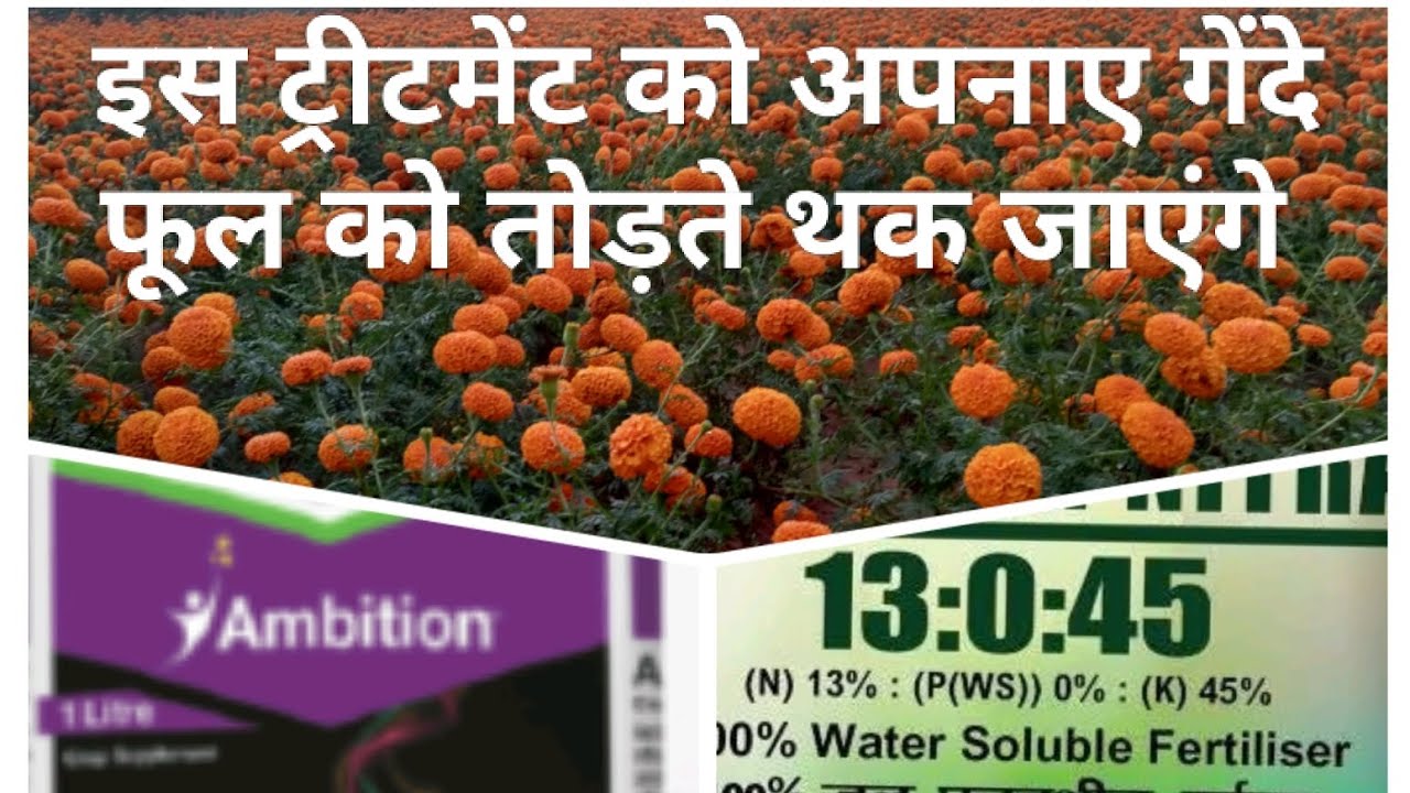 यह उपाय कर लो गेंदे में आयेगा भरपूर उत्पादन। #गेंदे_की_खेती #गेंदे_में_उत्पादन #जशपुर 