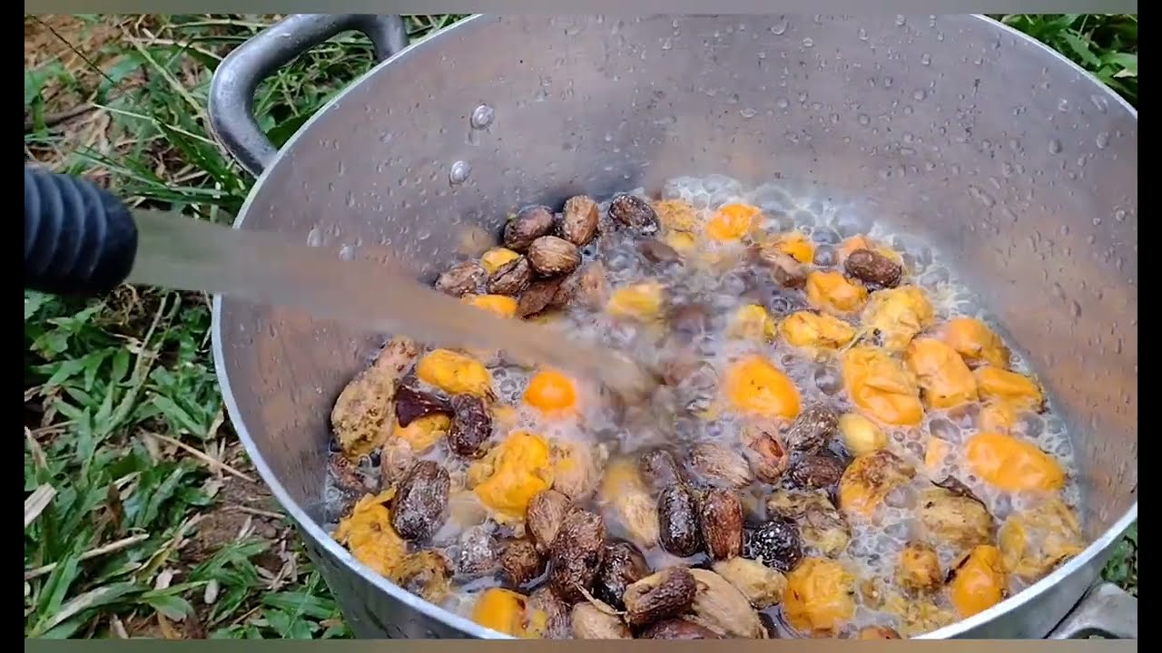 germinando sementes de cajá