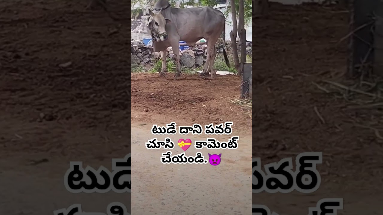 #bullworker