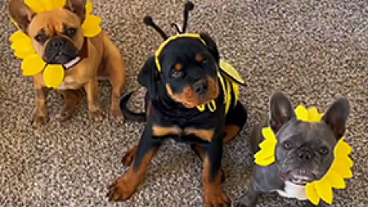 This Rottweiler's Reaction to Meeting a Fearless Puppy Will Make You Cry