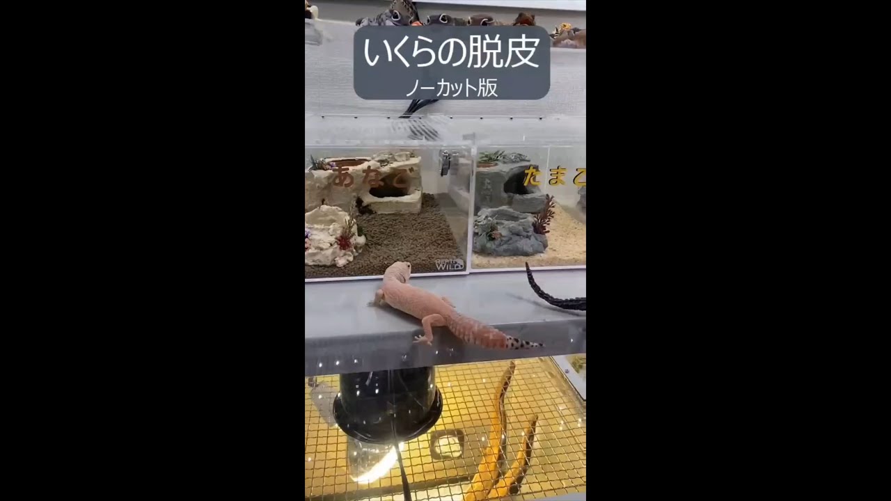 【脱皮】脱皮ノーカット版【レオパ】 #爬虫類のいる生活 #レオパードゲッコー #leopardgecko #脱皮