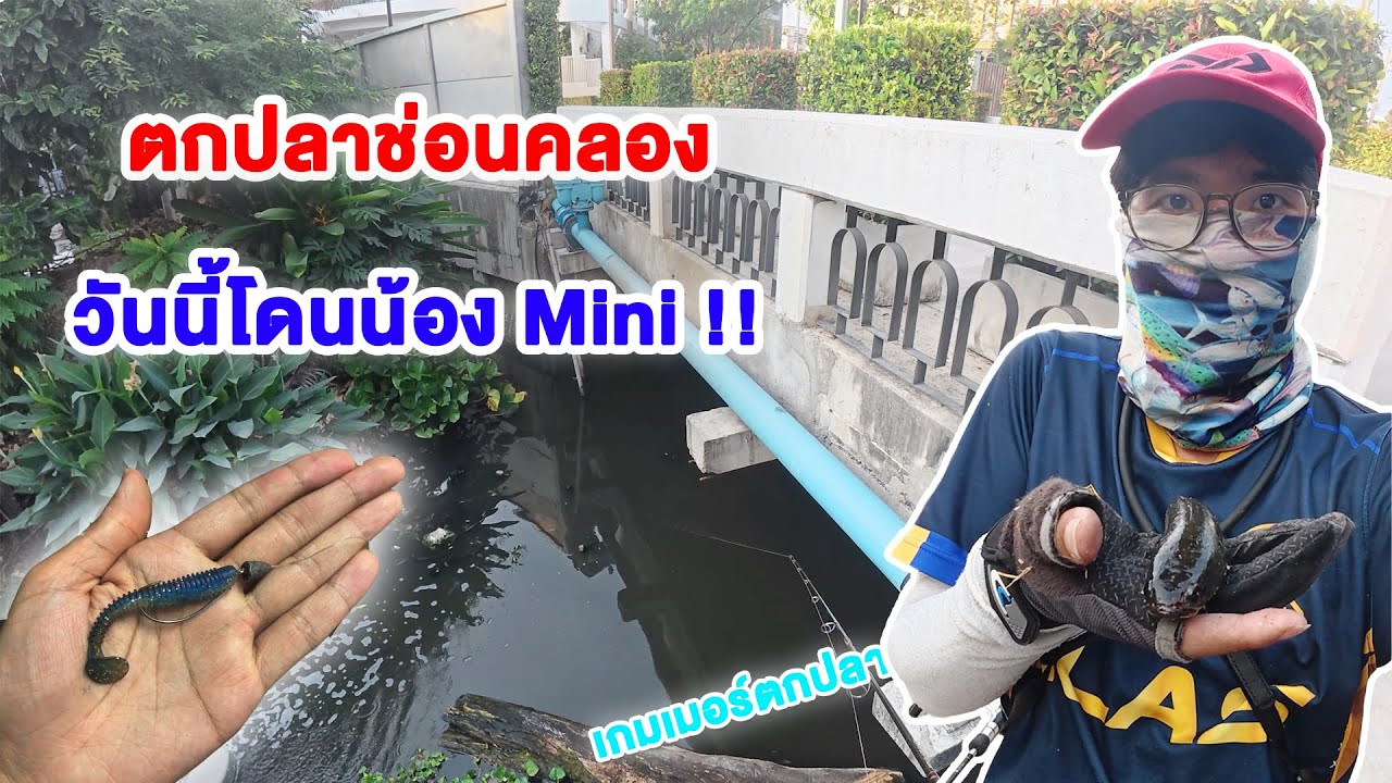 ตกปลาช่อนคลอง เดินตีไปเรื่อยเจอน้อง Mini ทำสถิติเล็กสุด  !!  l Petechee เกมเมอร์ตกปลา