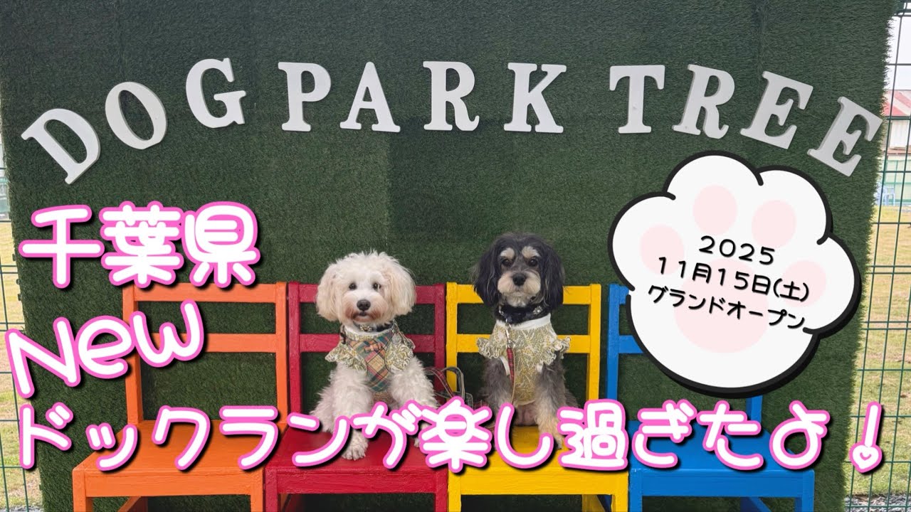 【ミニチュアシュナウザーとドックラン】千葉の新しいドックランが楽し過ぎたよ✨🐶