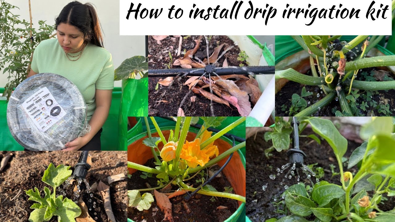 How to install drip irrigation kit (bhagirath drip irrigation kit) in your garden #dripirrigation