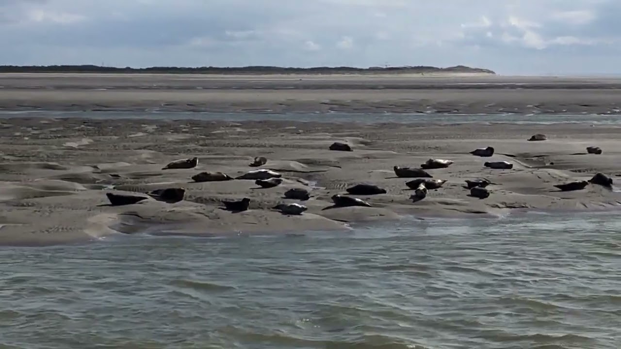 Phoques Berck sur Mer