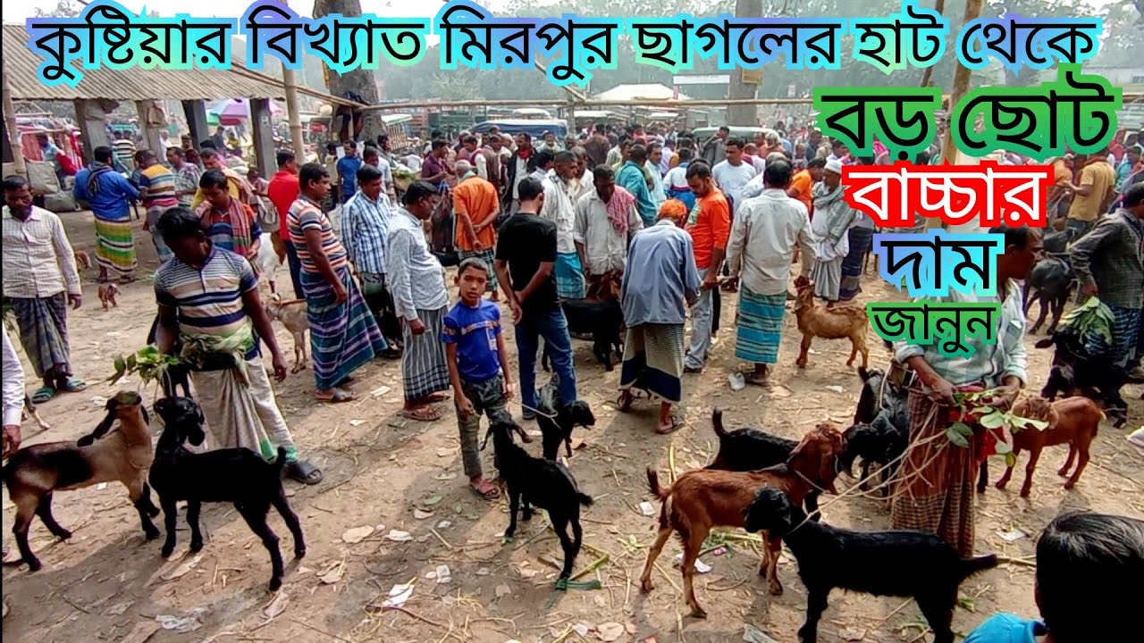 বাচ্চার পাশাপাশি ধাড়ি ছাগলের দরদাম সম্পর্কে বিস্তারিত মিরপুর পশু হাট,কুষ্টিয়া।Sonar Bangla Kushtia.