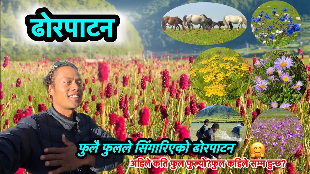 DHORPATAN ढोरपाटन❤️॥अहिले फुलै फुलले सिंगारिएको ढोरपाटन🌼❤️🤗 अहिले कुन-कुन फुल फुलेको छ?@Kumarpun07