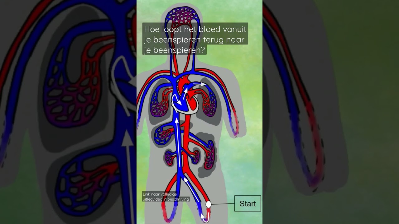 Bloedsomloop: van beenader, naar hart, naar beenslagader #biologie #leraar #lichaam #vraag