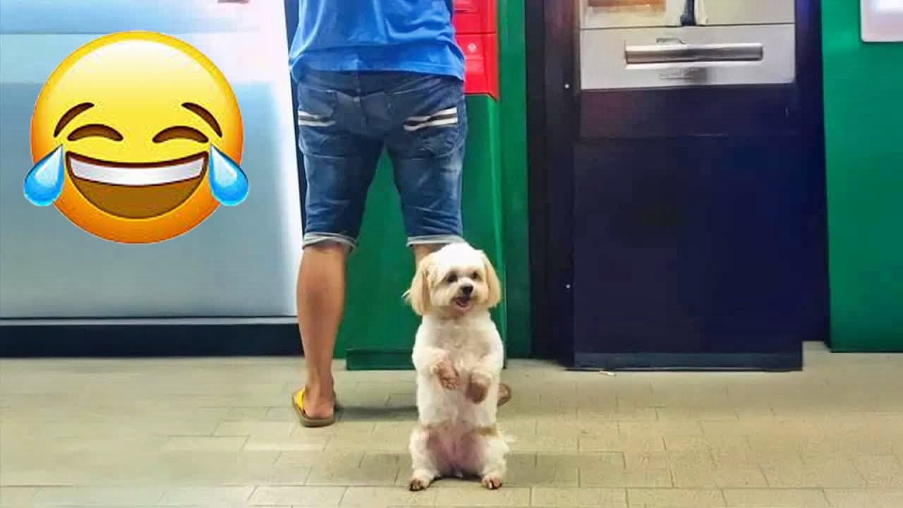You Laugh You Lose 🍁 Funniest Cats and Dogs 2026 🎂 #funnycats #catvideos #funnydog #funniestanimals