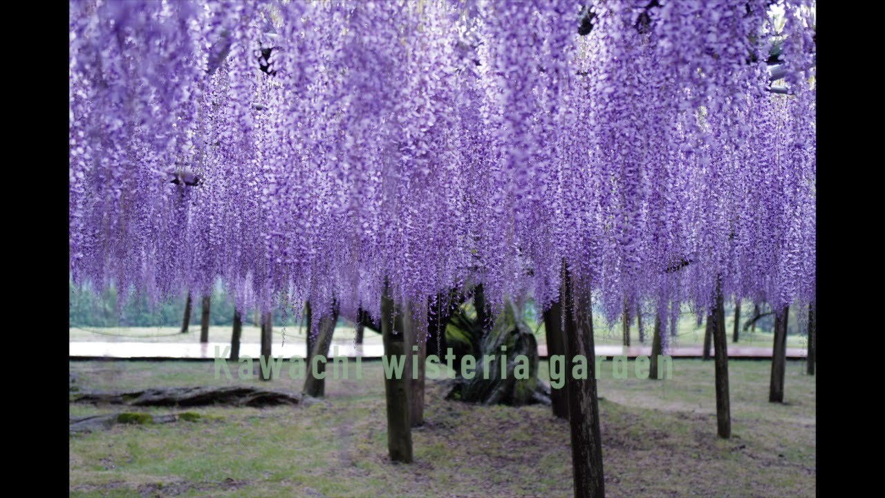 河内藤園スライド写真【藤・紅葉】