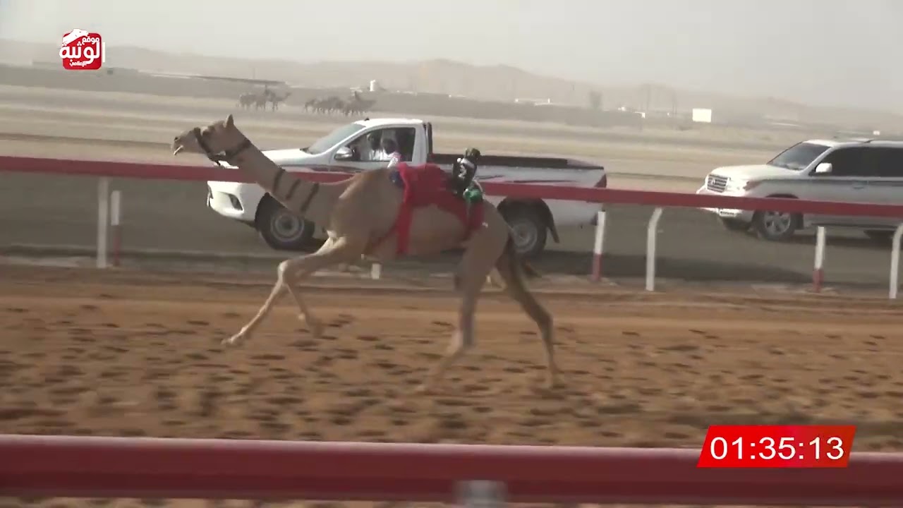 الشوط 24 (راهيه) لـ سالم محمد بن دعيفس الشامسي 2:15 ، شارة الصندوق 2025/06/14 فطامين سيح صبره