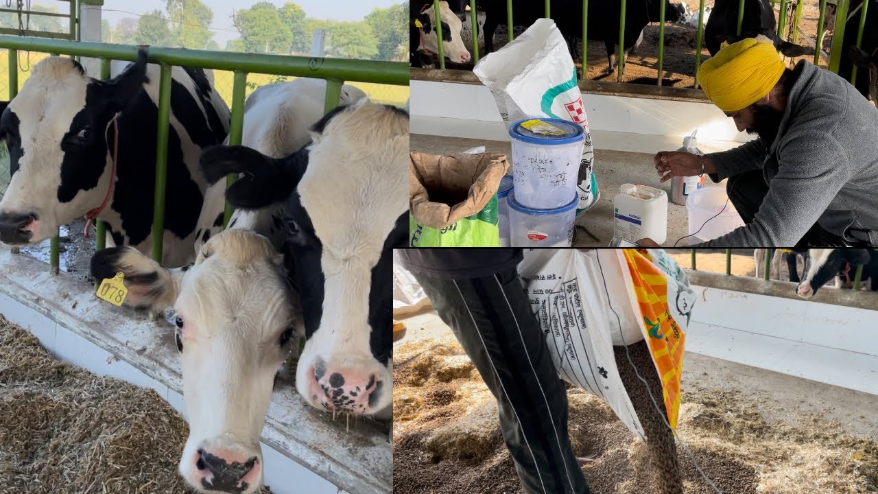 ਦੁੱਧ ਵਾਲੀਆਂ ਗਾਵਾਂ ਦੀ ਖੁਰਾਕ#dairy #dairyfarmers #dairyproducts #cow #agriculture #cow # new dairy far