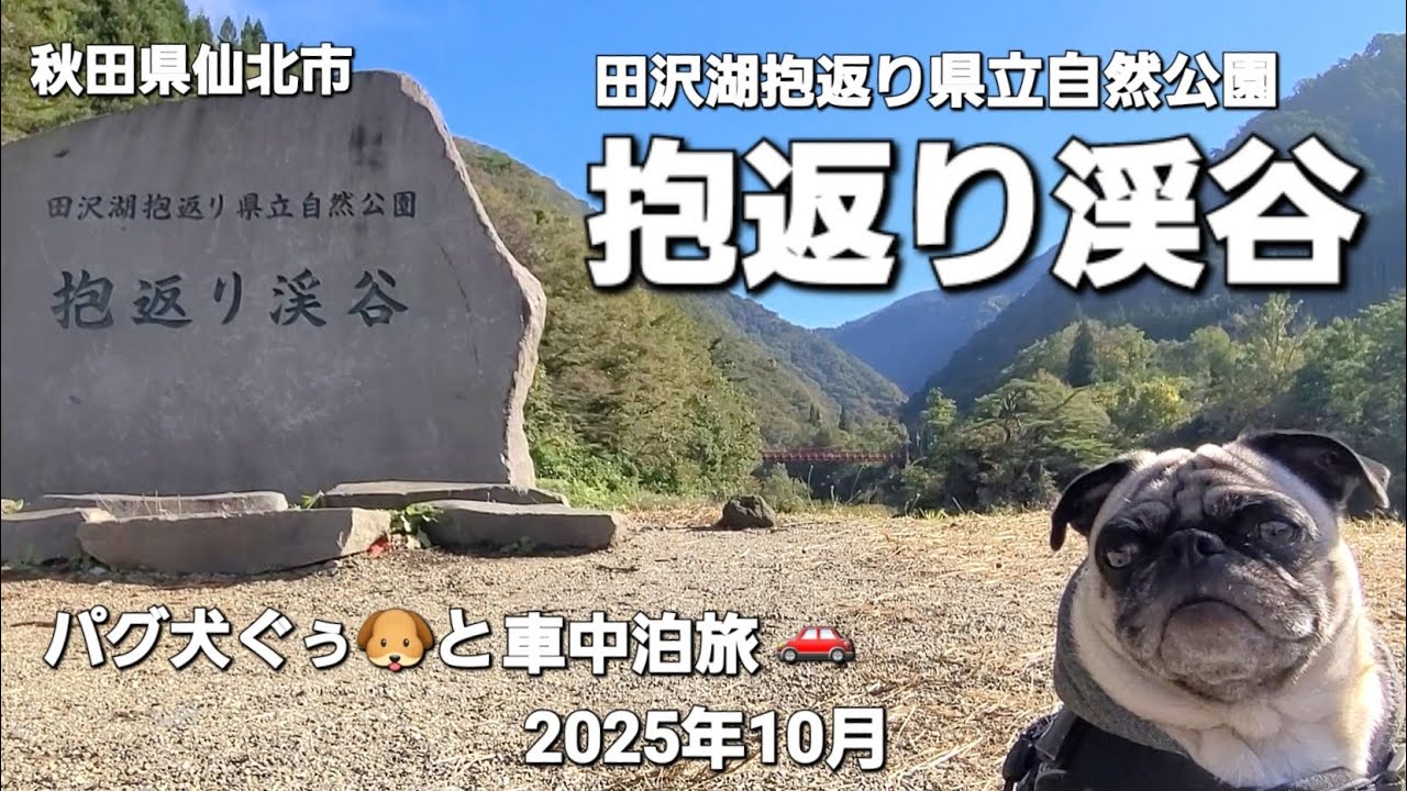 パグ犬ぐぅ🐶と車中泊旅 🚗 2025年10月 秋田県仙北市「抱返り渓谷」