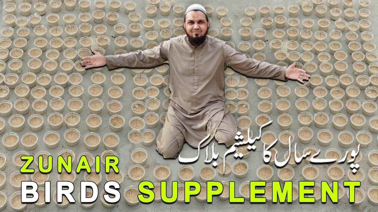 Zunair Birds supplements|Calcium block|zunair birds