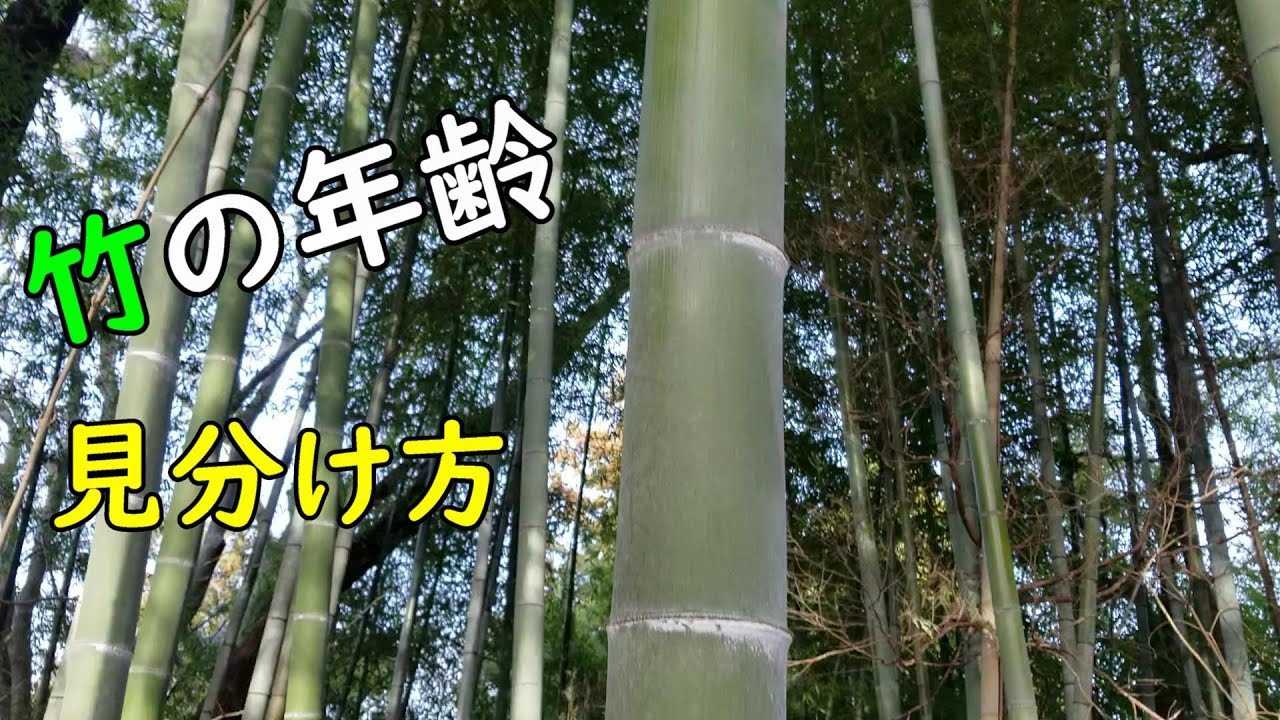 【竹細工】竹の年齢の見分け方