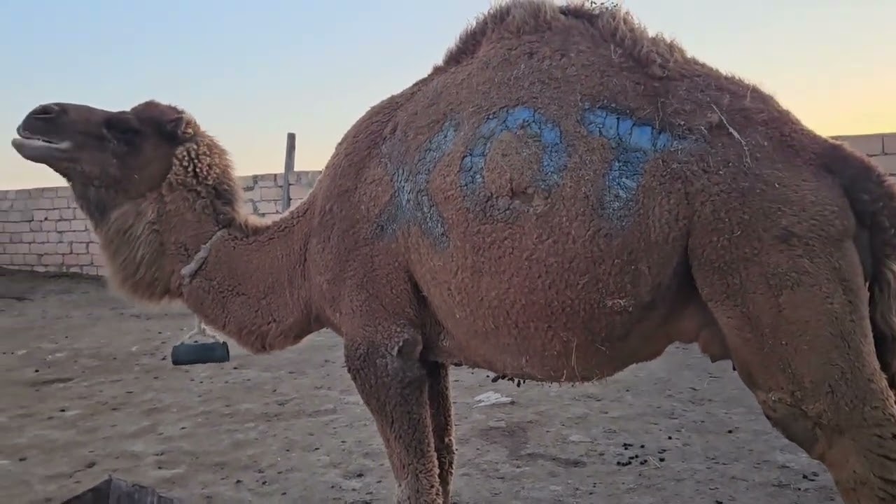 Қойлар төлдеп жатыр | Түйе сатылды